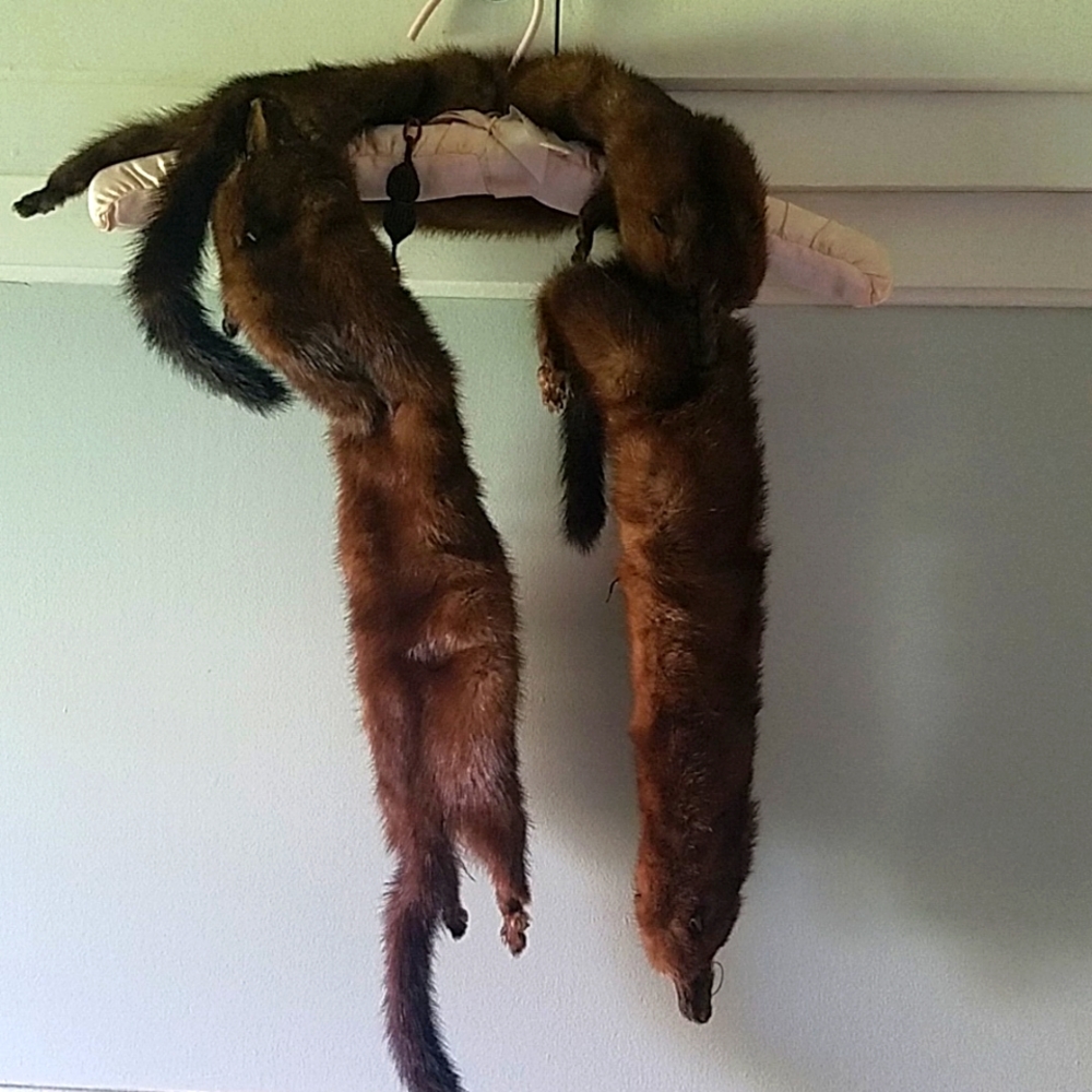 Mink full pelt stall